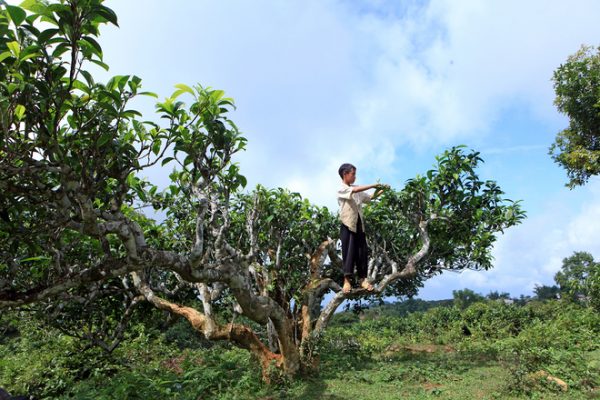 Tea-Tree-in-Vietnam