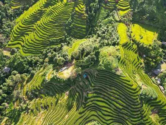 ha-giang-tea-garden
