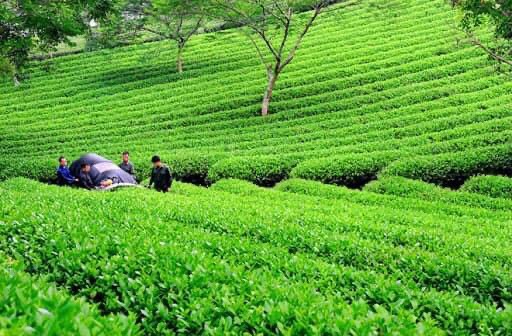 Nang-Mai-High-Quality-Tea-Supplier-From-Vietnam